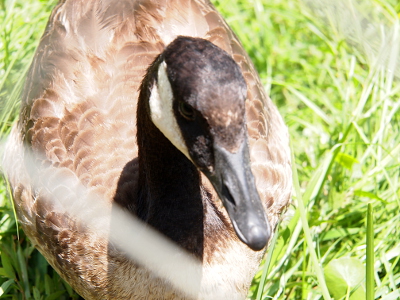[Front view of the gosling with a dark brown (not yet black) patch on its head and only the smallest of white spots between its eyes.]